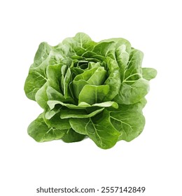 A vibrant green lettuce head, showcasing its fresh and crisp leaves.