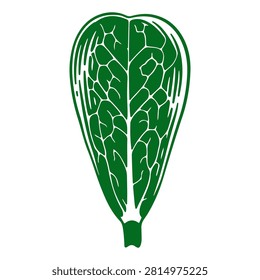 A vibrant green lettuce leaf showcasing intricate veins and fresh texture, emphasizing healthy eating and organic produce.