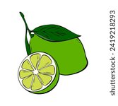 Vibrant green Lime on branch with leaf and slice, hand drawn contour doodle, isolated on white background.
