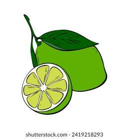 Vibrant green Lime on branch with leaf and slice, hand drawn contour doodle, isolated on white background.
