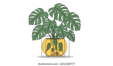Vibrant Green Monstera Plant in a Yellow Pot with Visible Roots and Water Content