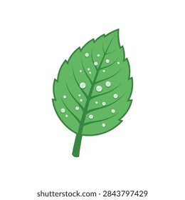 Vibrant green peppermint leaf vector graphic illustration featuring detailed botanical veins and sparkling clear dew drops isolated on a pure white background for organic natural design projects and marketing templates.