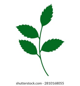 A vibrant green plant with several broad leaves, showcasing natural growth and healthy foliage, isolated on a white background.
