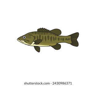 Vibrant Guadalupe Bass vector illustration, capturing the beauty of this iconic freshwater fish species. Ideal for fishing enthusiasts, wildlife designs, and nature-themed projects.