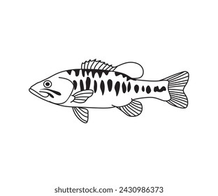 Vibrant Guadalupe Bass vector illustration, capturing the beauty of this iconic freshwater fish species. Ideal for fishing enthusiasts, wildlife designs, and nature-themed projects.