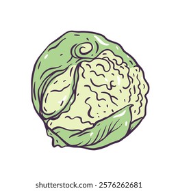 A vibrant, hand-drawn illustration of green cabbage that is perfect for all kinds of food vector art illustration