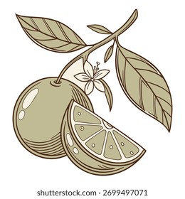 Uma ilustração vetorial vibrante desenhada à mão de uma laranja com uma fatia e folhas. Perfeito para adicionar um toque fresco e saudável a qualquer projeto de design ou tema culinário.