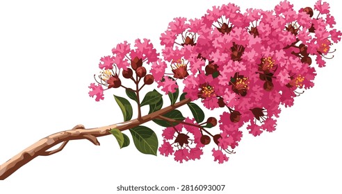 A vibrant illustration of a blooming crape myrtle branch with bright pink flowers and green leaves isolated on a white background.