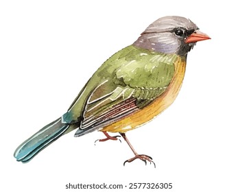 Vibrant illustration of a colorful bird with a green body, yellow belly, and red beak. Ideal for nature-themed designs, educational materials, and art projects.