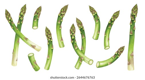 Ilustração vibrante de lanças de espargo verde fresco-perfeito para alimentação saudável, receitas veganas e arte botânica. Ideal para projetos culinários, orgânicos e sazonais.