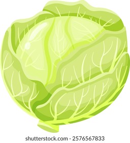 Vibrant illustration of fresh green cabbage highlighting detailed leaf texture and natural patterns, emphasizing the vegetable s organic freshness and healthy appeal