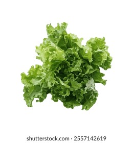 A vibrant illustration of fresh green lettuce, showcasing its leafy texture and color.