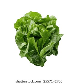 A vibrant illustration of fresh green lettuce, showcasing its crisp leaves and texture.