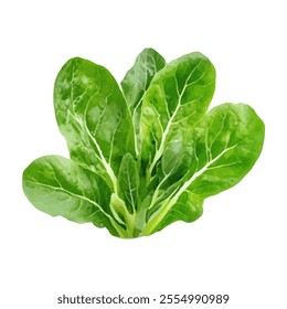 A vibrant illustration of fresh lettuce, showcasing its crisp leaves and healthy appearance.