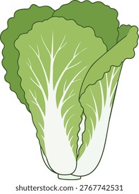 A vibrant illustration of a head of napa cabbage, showcasing its light green leaves and white veins, perfect for culinary or educational purposes.