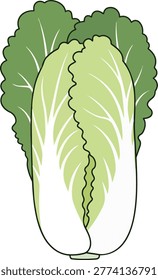 A vibrant illustration of a Napa cabbage, showcasing its light green leaves and white stalks, perfect for culinary or agricultural themes.