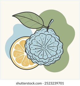 Vibrante Ilustración vectorial de lima Kaffir, exquisita ilustración de cítricos que muestra frutas y hojas de lima detalladas