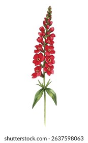 Vibrant loosestrife in bloom! Capture the beauty of these colorful floral spikes. Perfect for nature, garden, and botanical themes. Get your high  quality image now!