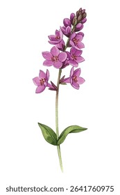 Vibrant loosestrife in bloom! Capture the beauty of these colorful floral spikes. Perfect for nature, garden, and botanical themes. Get your high  quality image now!