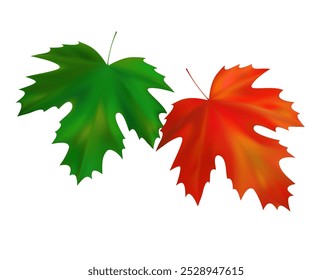 Vibrant orange and green realistic maple leaves. Autumn flying maple leaves. Vector illustration