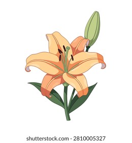 A vibrant orange lily flower in full bloom accompanied by a green bud and lush green leaves, rendered in a clean vector illustration style on a plain background.