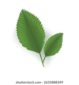 A vibrant pair of green leaves positioned beautifully on a white background