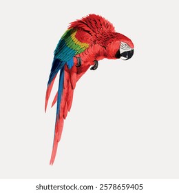 Vibrant parrot illustration with vivid red, green, and blue feathers. The parrot, with its striking colors, stands out against a plain background. Parrot art. Vintage bird illustration vector.