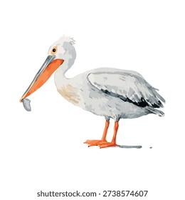 Vibrant pelican bird with a fish in its beak, a charming wildlife illustration for marine life projects, educational materials, or children's books.