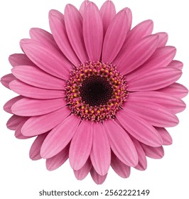 "Vibrant Pink Gerbera Daisy: A Stunning Floral Portrait"