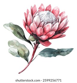 vibrant pink protea flowers with lush green leaves, perfect for adding a touch of natural beauty and elegance to any design project or home decor.