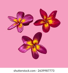 Vibrant Plumeria Flowers in Bloom pink background
