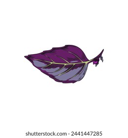 Vibrant purple basil leaf illustration with intricate veins, suitable for culinary and botanical use. Vector herb illustration.