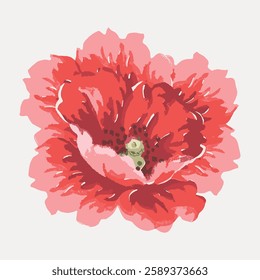 Vibrant red flower illustration with pink petals. The flower is detailed and colorful. Red and pink hues dominate the flower's artistic design. Vintage botanical illustration vector.