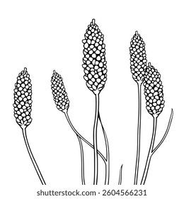 Vibrant Red Flower Spikes Botanical Illustration