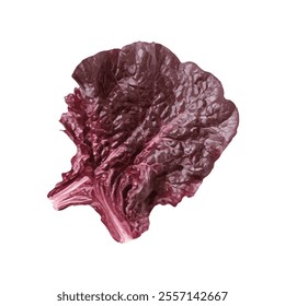 A vibrant red leaf of romaine lettuce, showcasing its texture and color.