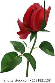 Vibrant red rose in full bloom, showcasing its delicate petals and lush green leaves. The detailed illustration highlights the natural beauty and elegance of this classic flower