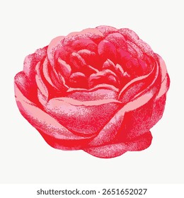 A vibrant red rose illustration, showcasing detailed petals. The rose, in full bloom, highlights nature's beauty. Red rose art, perfect for floral-themed designs. Vintage flower illustration vector.