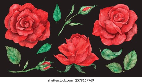 Vibrant red roses with lush green leaves on a dark background. Red roses in full bloom, surrounded by green leaves. Elegant red roses and green leaves. Valentine illustrations, vector set.