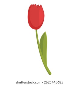 Vibrant red tulip illustration with simple and elegant design on a white background, showcasing the natural beauty of this floral symbol of horticulture and springtime