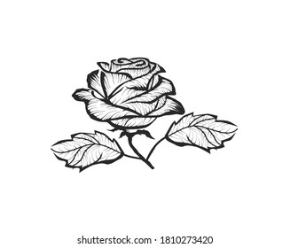 Vibrant  rose flower with hand drawn style