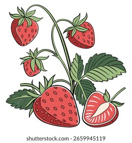 Vibrant Strawberries on Stem and Halved: A Fresh Illustration.