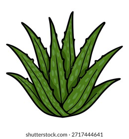 Uma ilustração vetorial vibrante e estilizada de uma exuberante planta de aloé vera verde, apresentando suas folhas espessas e suculentas com manchas características e um contorno preto arrojado.