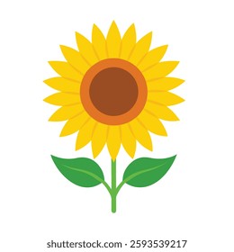 A vibrant sunflower with golden-yellow petals radiates from a rich brown center, set against a crisp white background.