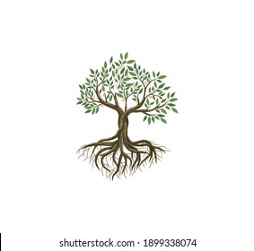 Vibrant Tree Vector Art, Tree And Roots Illustrations Isolated On White