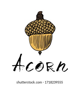 Vibrant vector drawing of an acorn. Black contour and color filling an oak seed. Acorn logo on eco theme with grunge black ink lettering.