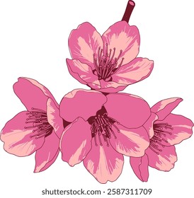 A vibrant vector illustration of delicate pink cherry blossom (sakura) flowers in full bloom, with intricate details on petals and soft colors. Perfect for spring-themed digital designs.