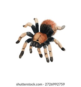 Vibrant vector illustration of an exotic tarantula spider, ideal for nature, wildlife, or fear-related designs and educational content.