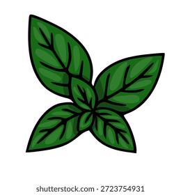 Vibrant vector illustration of fresh basil leaves with dark outlines
