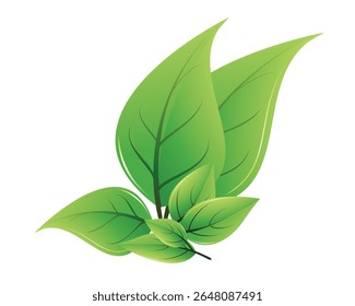 Vibrant vector illustration of fresh green leaves with detailed veins on a clean white background. Ideal for eco, nature, or organic product design themes.