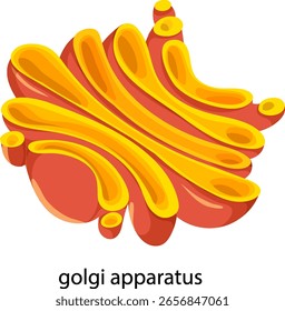 Ilustração vetorial vibrante de um aparelho de Golgi com cores arrojadas e linhas suaves, ideal para materiais educacionais